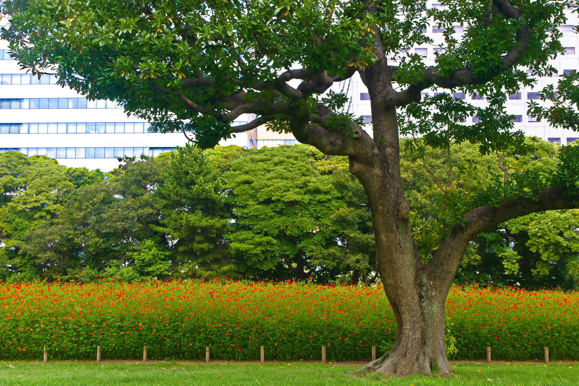 日本の風景 都心のオアシス 壁紙19x1280 壁紙館