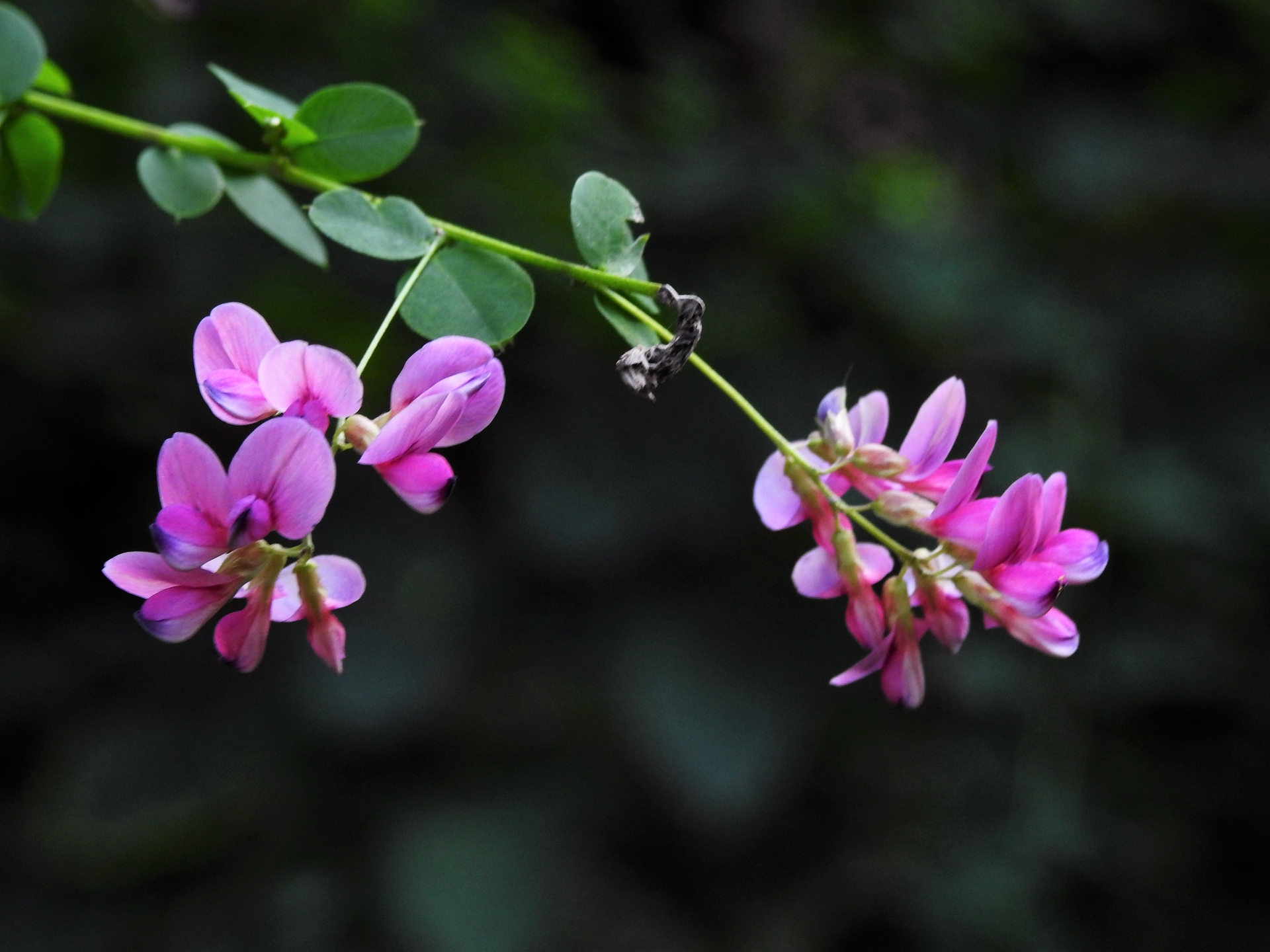 花 植物 萩の花 壁紙19x1440 壁紙館