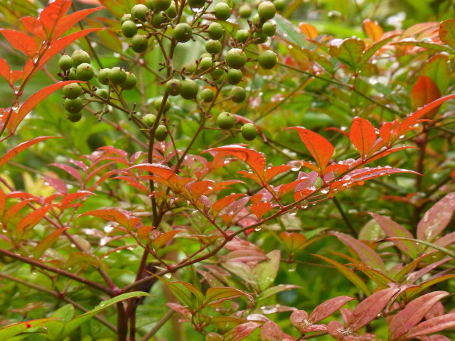 一雨ごとに…。