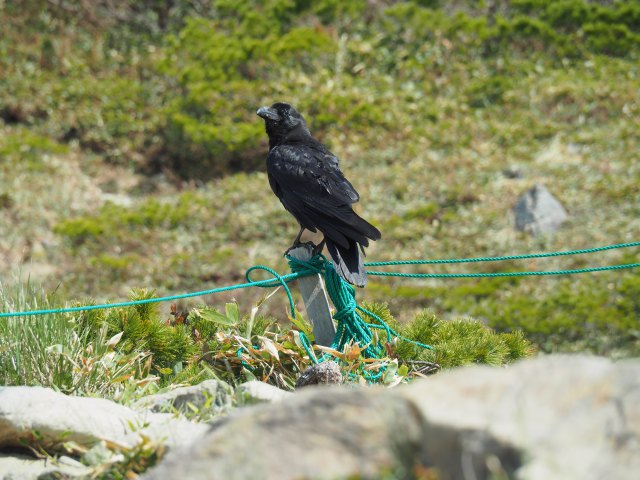 動物 鳥 ペンギン カラス君 壁紙館