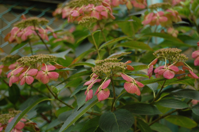 庭でドライフラワーになりました