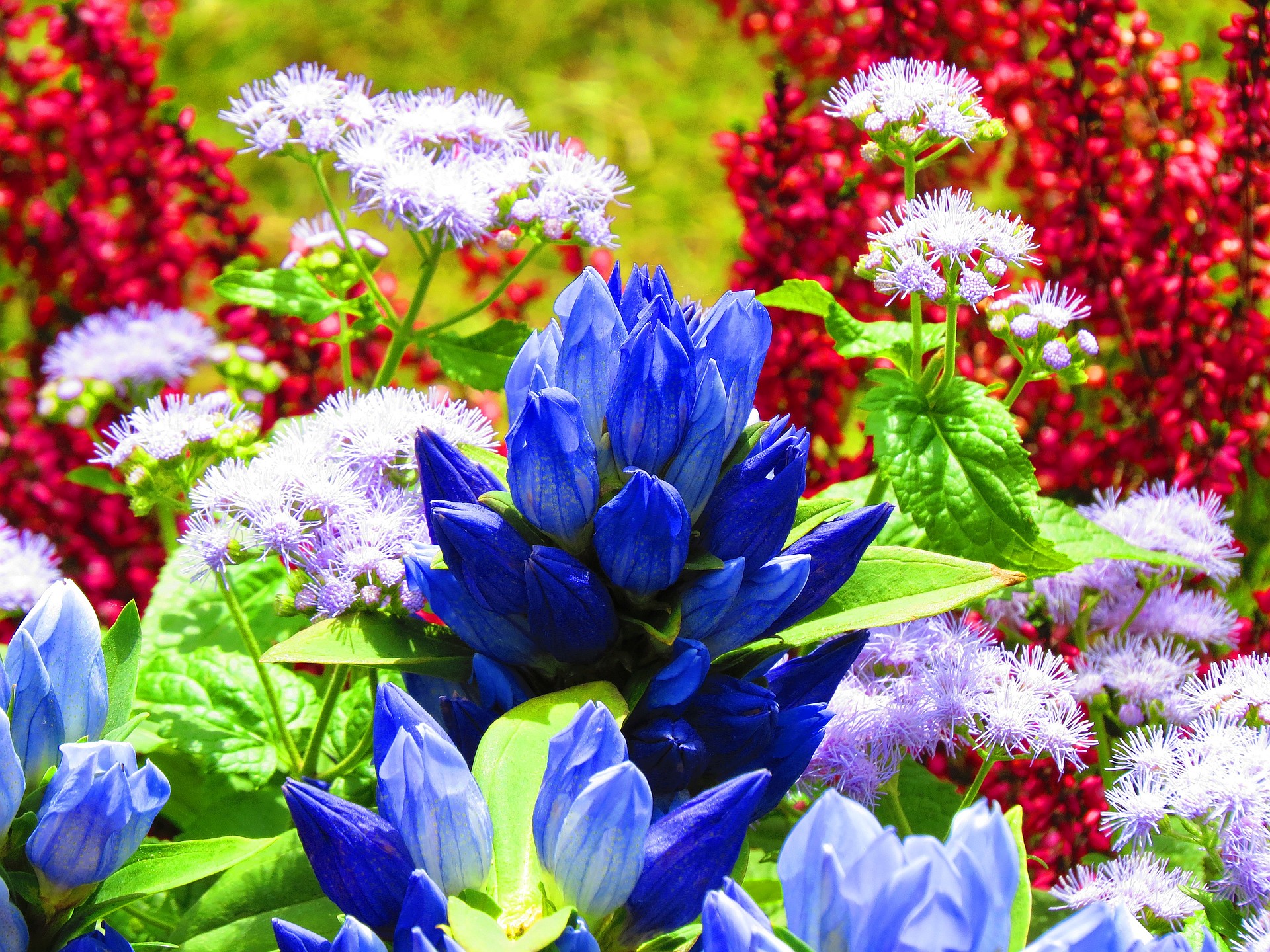 花 植物 青色冴えるリンドウの花 壁紙19x1440 壁紙館