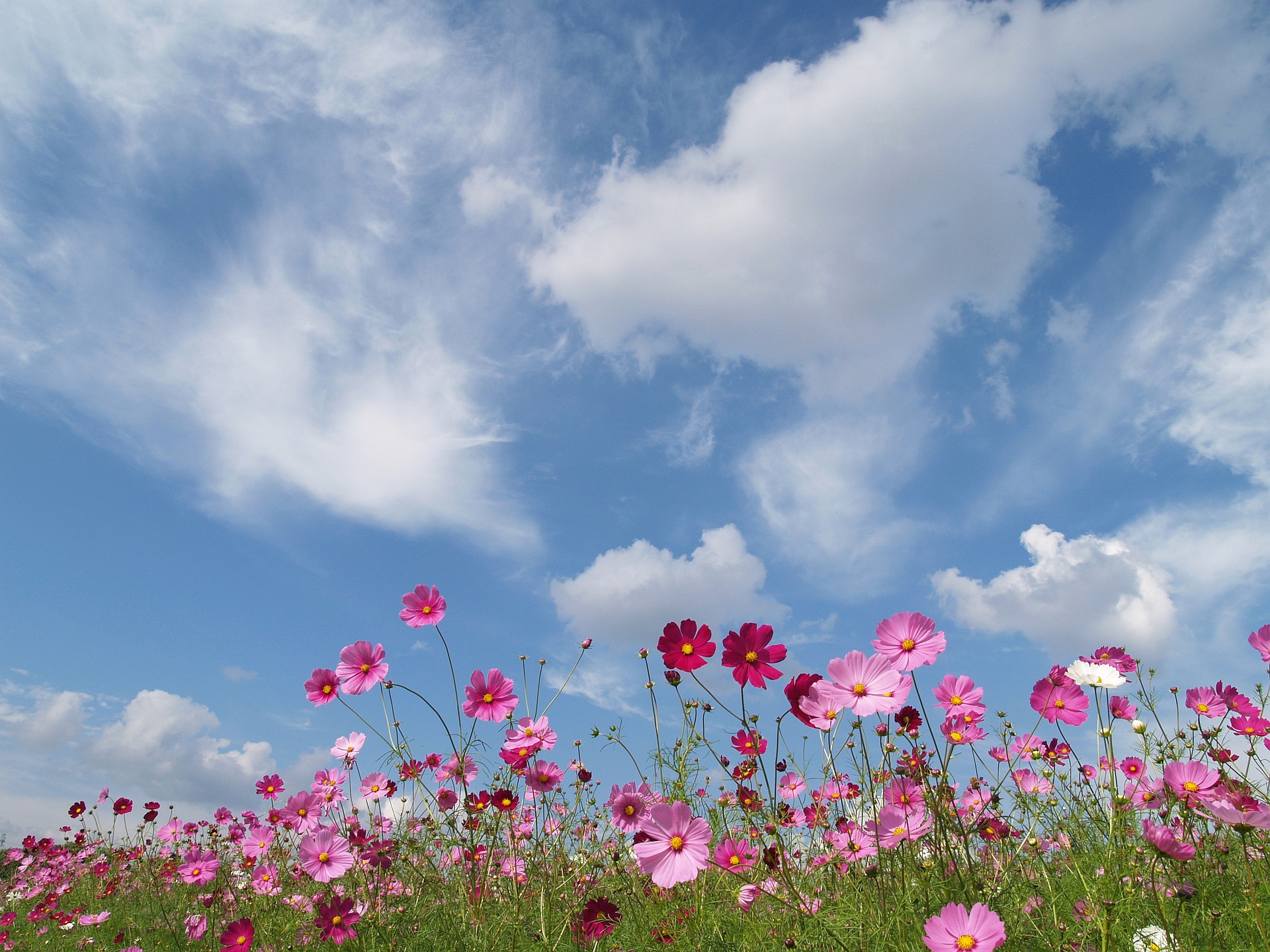 花 植物 秋空にコスモス 壁紙19x1440 壁紙館