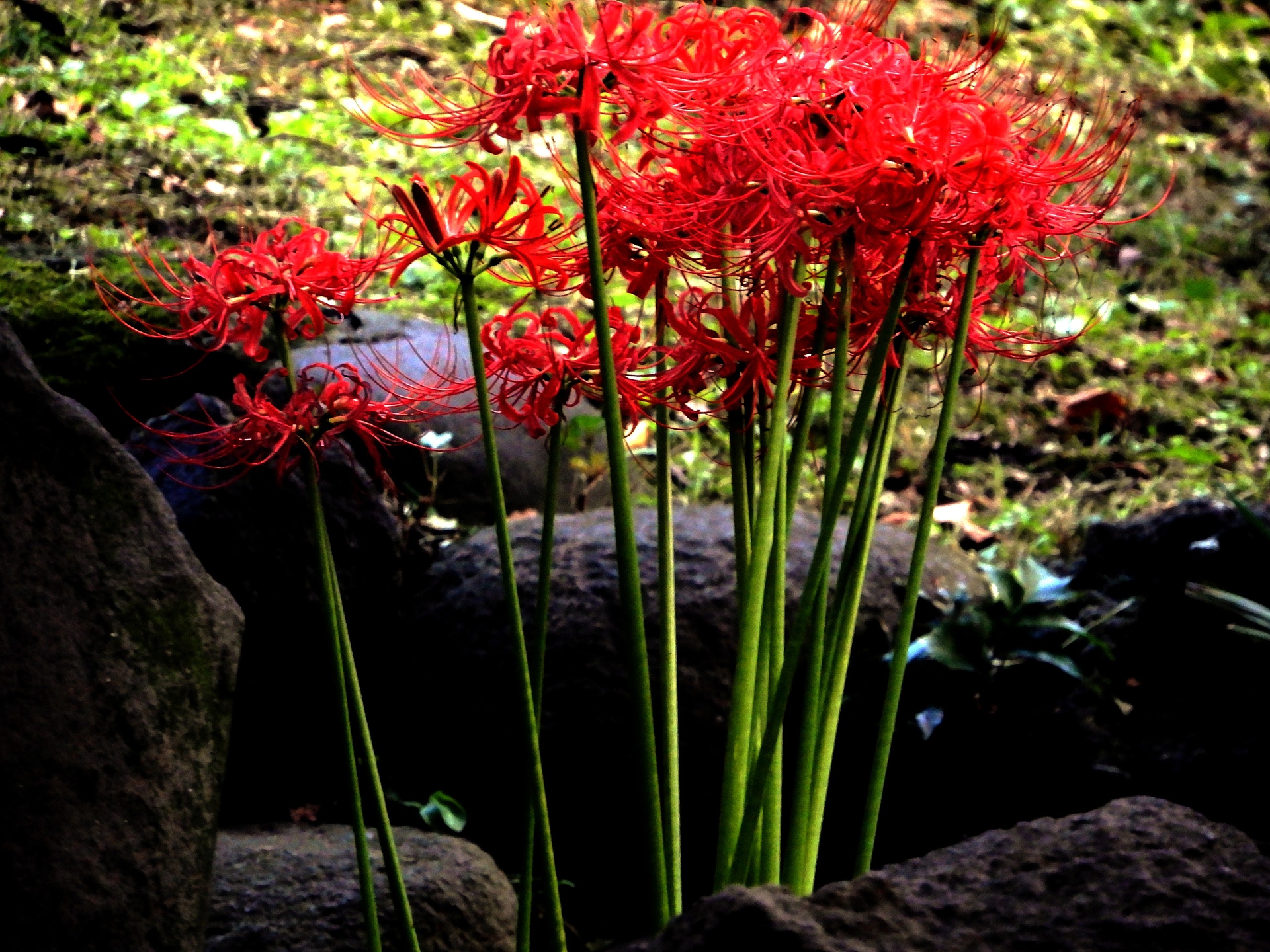 花 植物 日比谷公園の彼岸花 壁紙19x1440 壁紙館