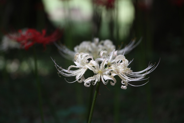 曼珠沙華(白)