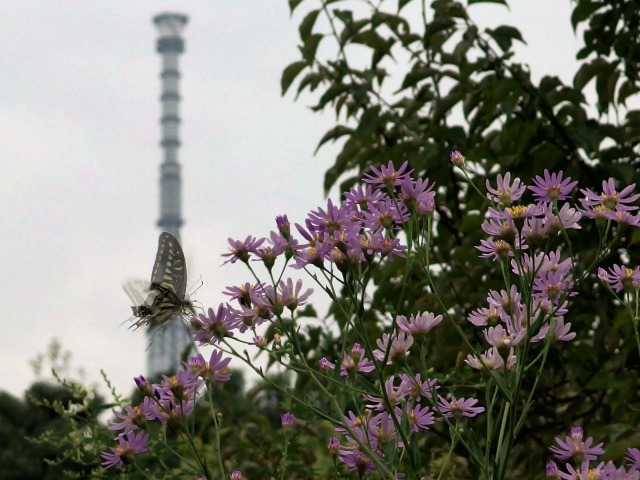 花と蝶とスカイツリー