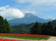 サルビアと大山