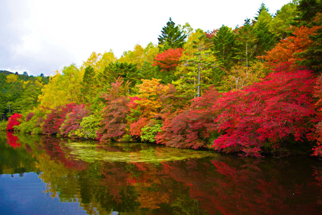 秋色の白駒池