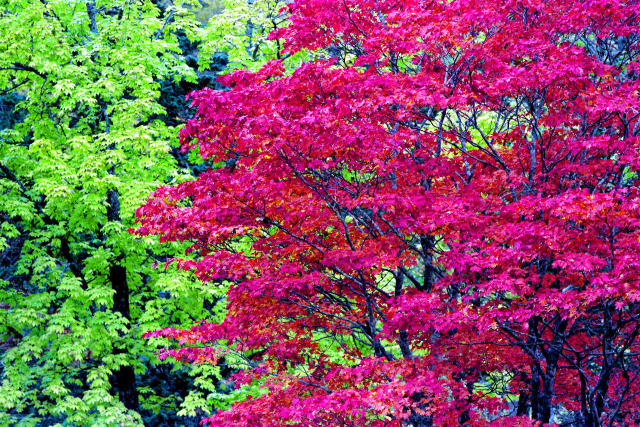 恵庭岳山麓の紅葉