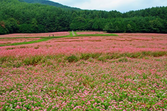 赤そばの里