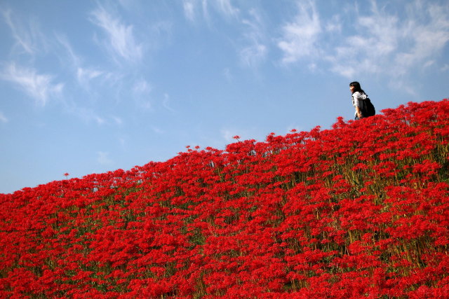 今がしゅん彼岸花