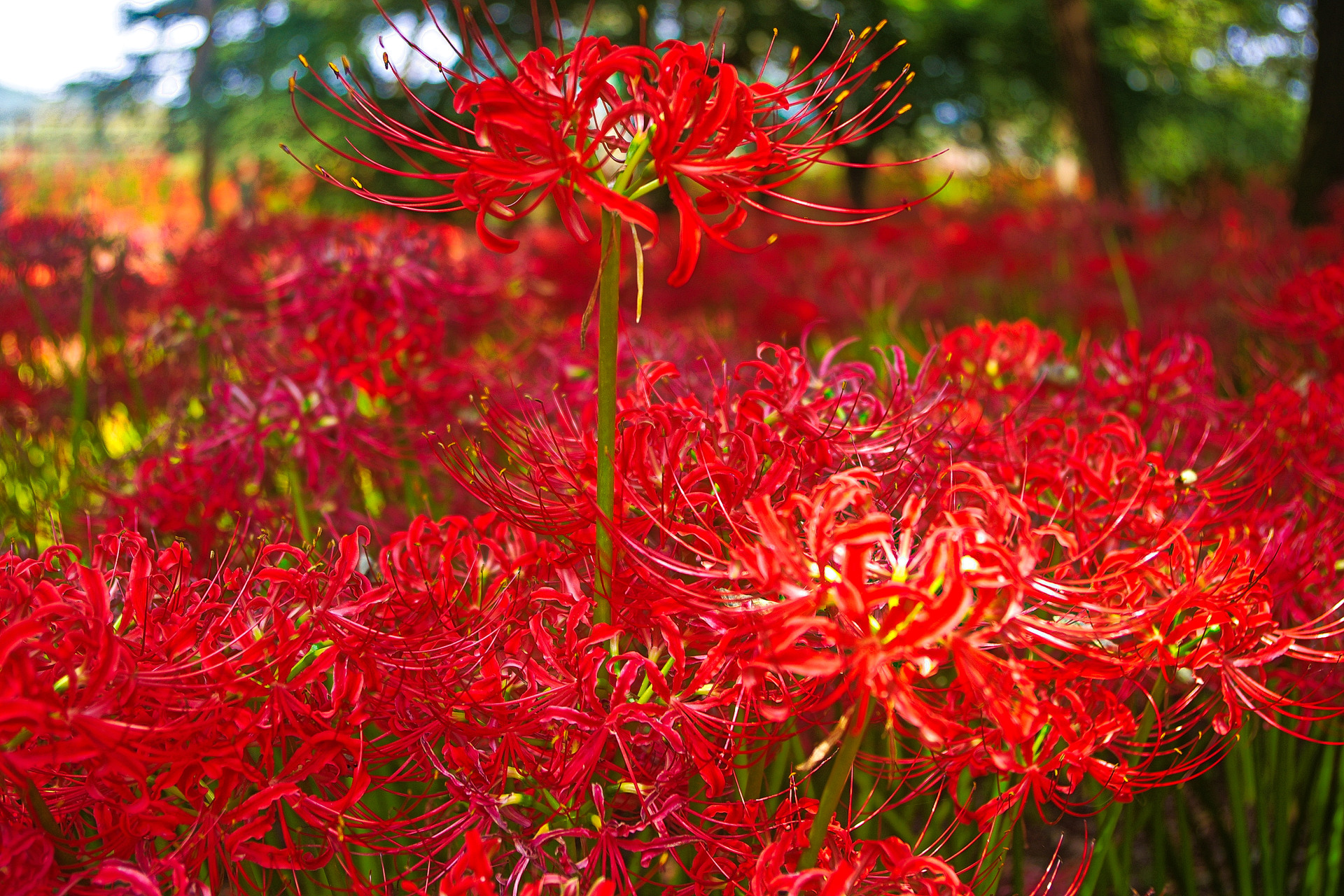 花 植物 曼珠沙華 壁紙19x1280 壁紙館