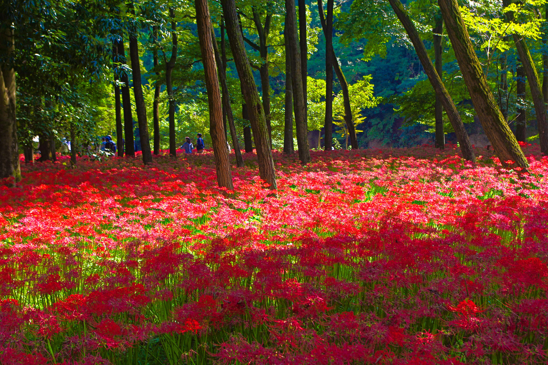 日本の風景 秋の陽射しを浴びる彼岸花 壁紙19x1280 壁紙館