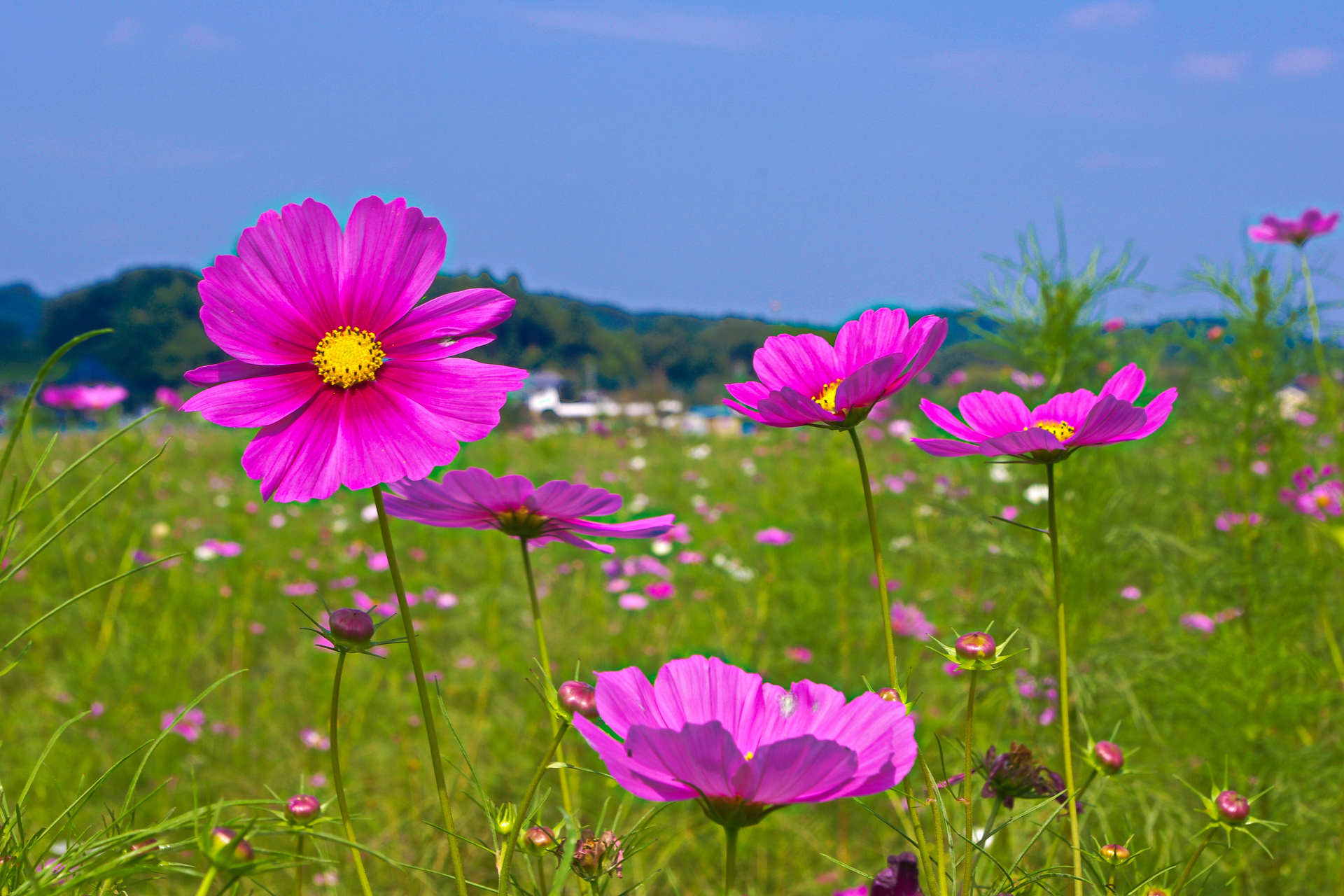 花 植物 里山の秋 壁紙19x1280 壁紙館