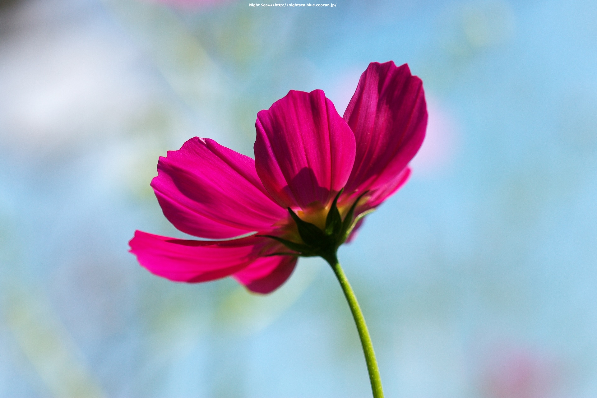 花 植物 優しさ 壁紙19x1280 壁紙館 花 植物 優しさ 壁紙19x1280 壁紙館