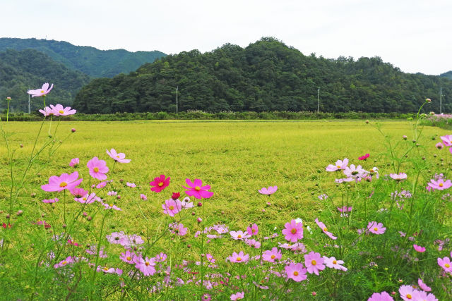秋の田園風景