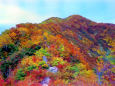 仙人山付近の紅葉