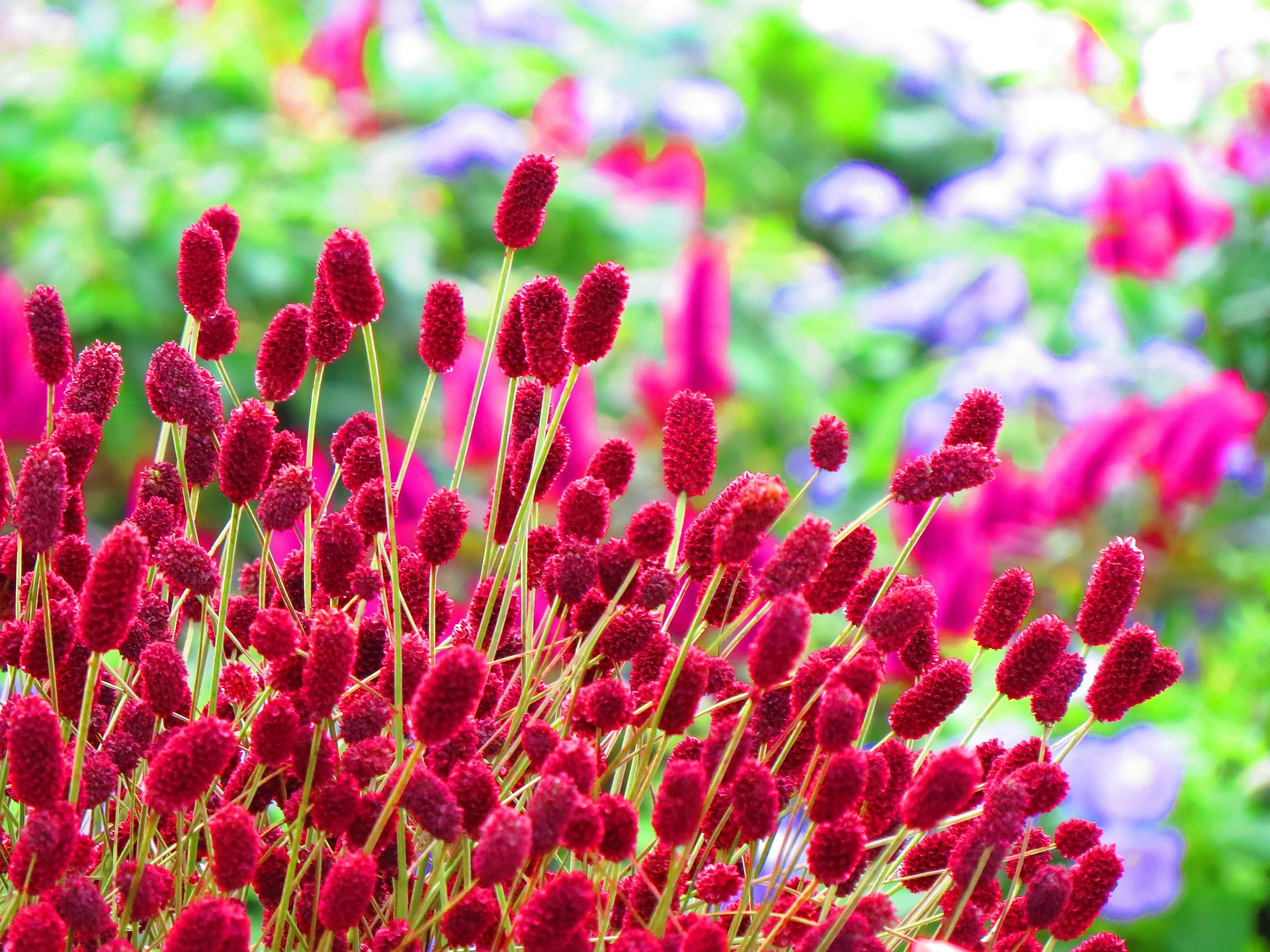 花 植物 群れ咲く吾亦紅 ワレモコウ 壁紙19x1440 壁紙館