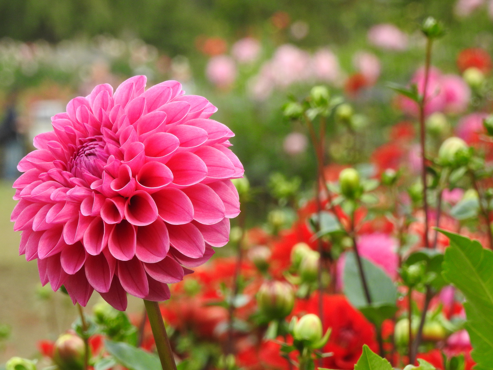 花 植物 ダリア2 壁紙19x1440 壁紙館