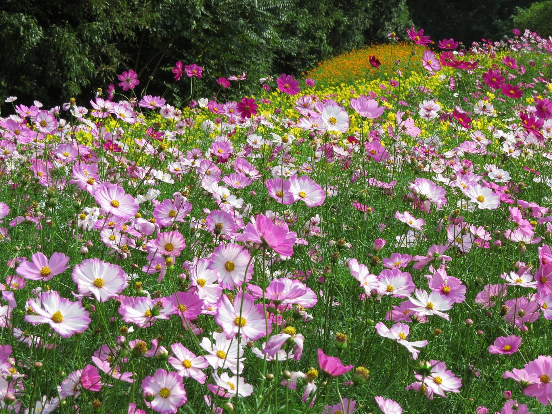 花 植物 コスモス ピンクピコティ 壁紙19x1440 壁紙館