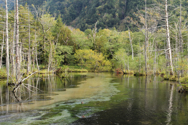 水鳥憩う岳沢湿原