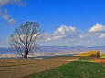 追憶「哲学の木」