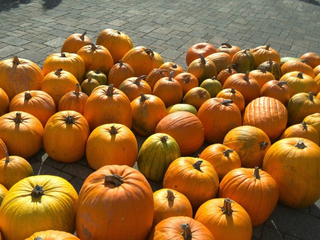 かぼちゃの一休み
