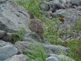 白馬乗鞍岳のママ雷鳥