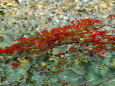 紅葉も際立つ梓川の水