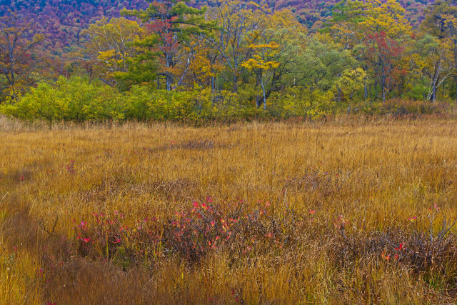 色づく湿原