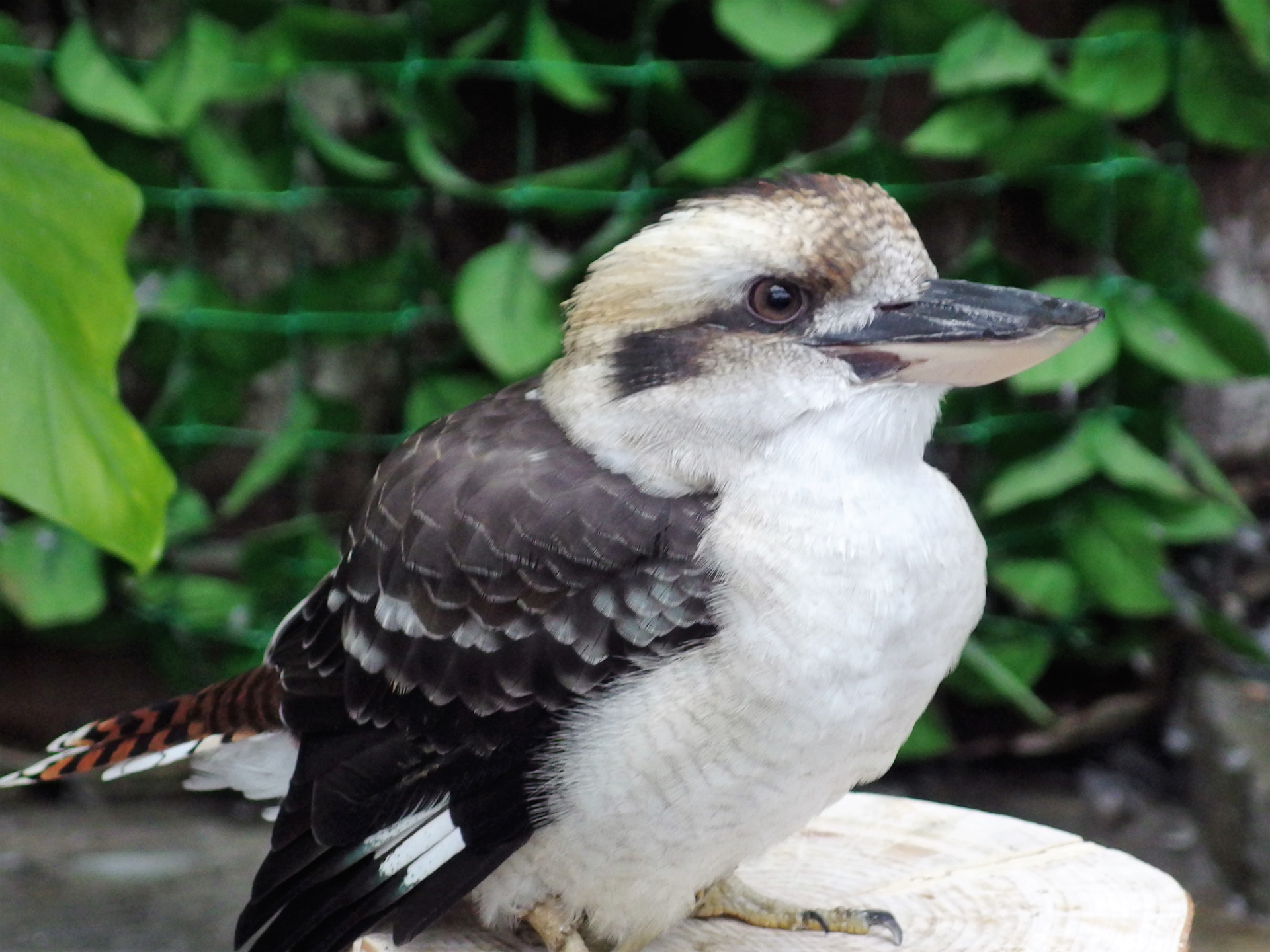 動物 鳥 ペンギン ワライカワセミ 壁紙19x1440 壁紙館