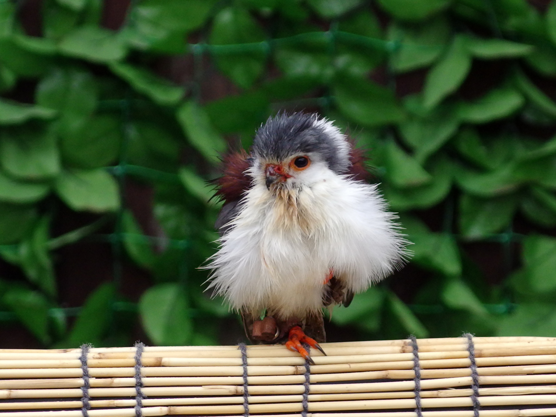 動物 鳥 ペンギン ピグミーファルコン 壁紙19x1440 壁紙館