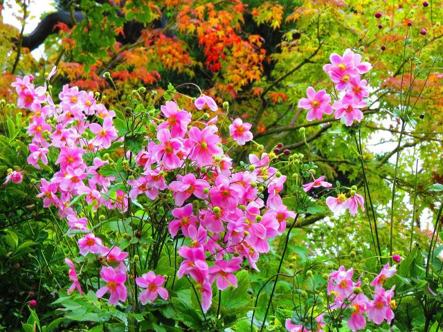 秋雨に濡れる長谷寺の秋明菊