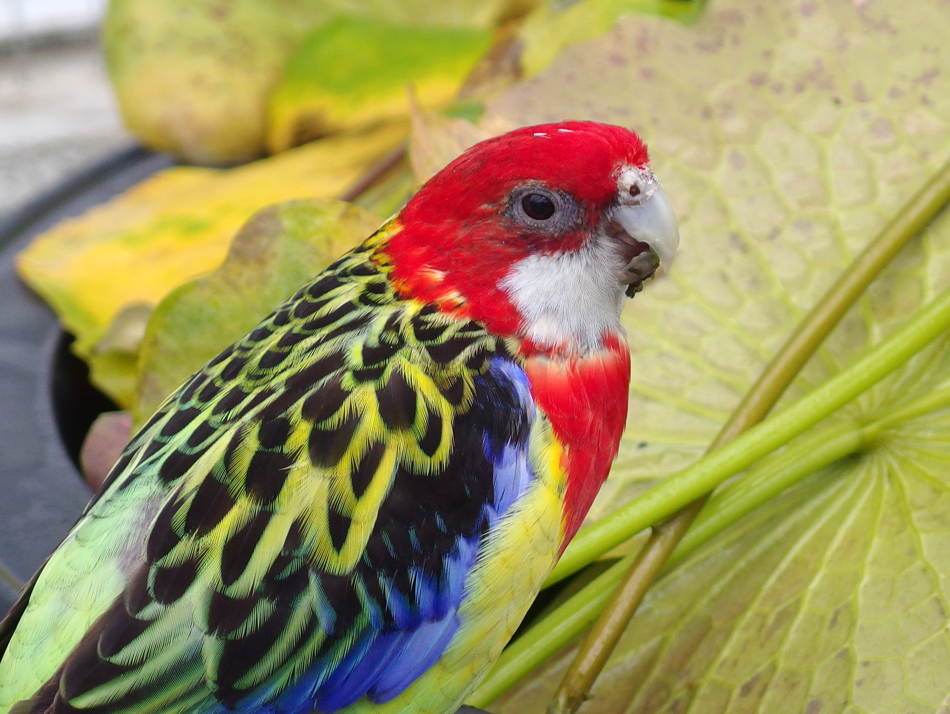 動物 鳥 ペンギン ナナクサインコ 壁紙19x1442 壁紙館