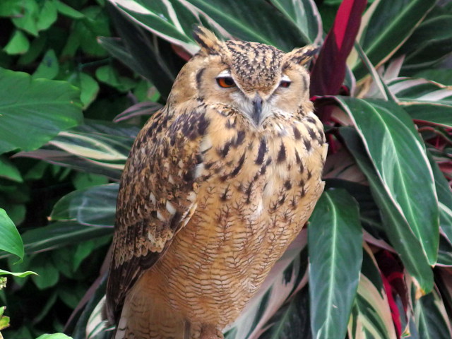 ファラオワシミミズク