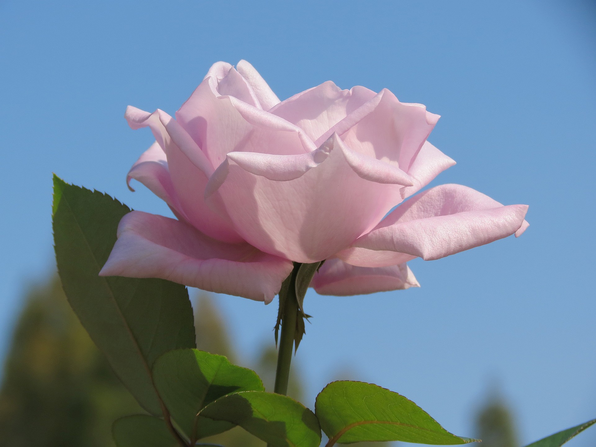 花 植物 薔薇 ブルームーン 壁紙19x1440 壁紙館