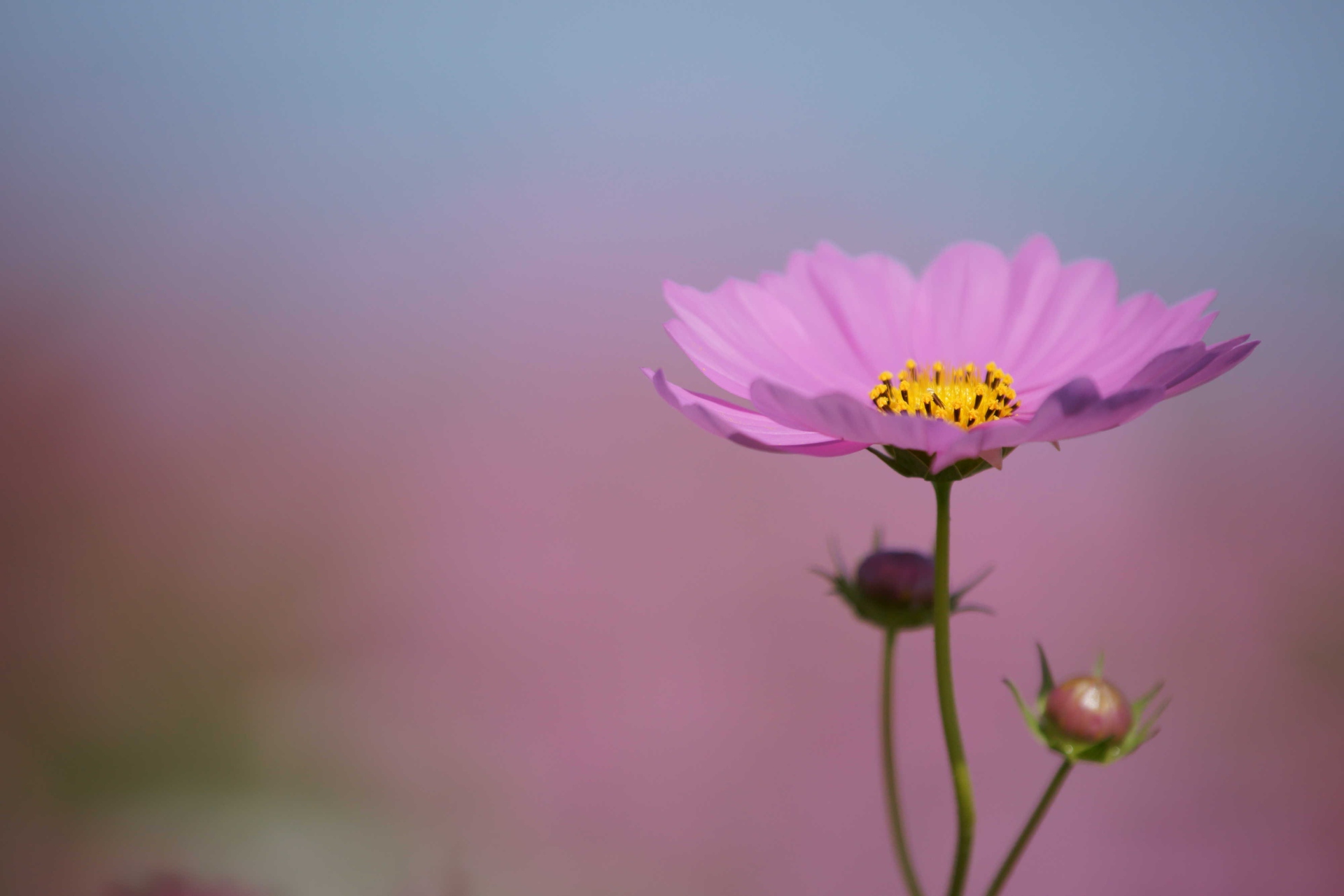 花 植物 一輪のコスモス 壁紙19x1280 壁紙館