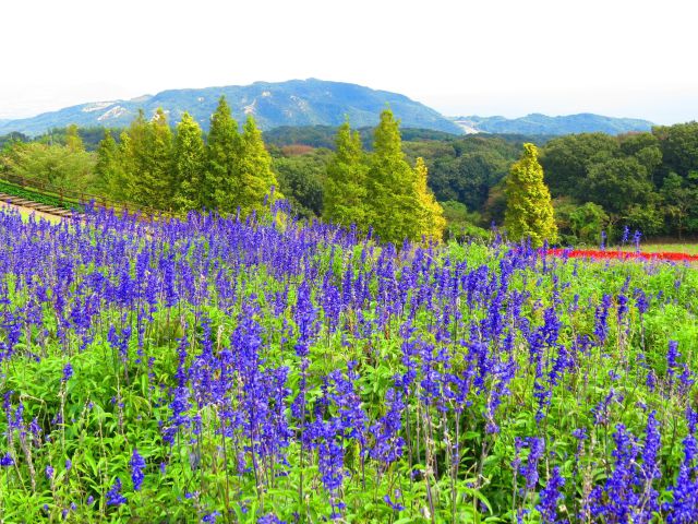 ブルーサルビア咲く風景