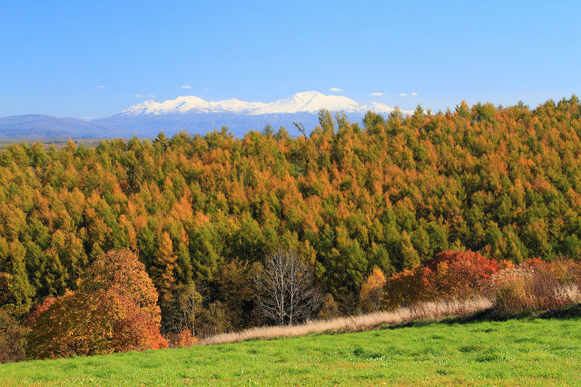 美瑛の秋 12～秋色の丘と旭岳