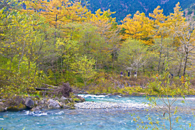 梓川沿い の黄葉