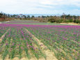 紫の絨毯-ラッキョウ畑花盛り