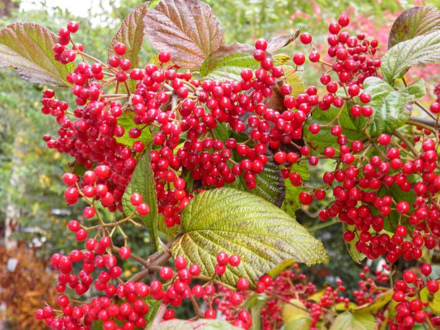 赤く熟したガマズミの実