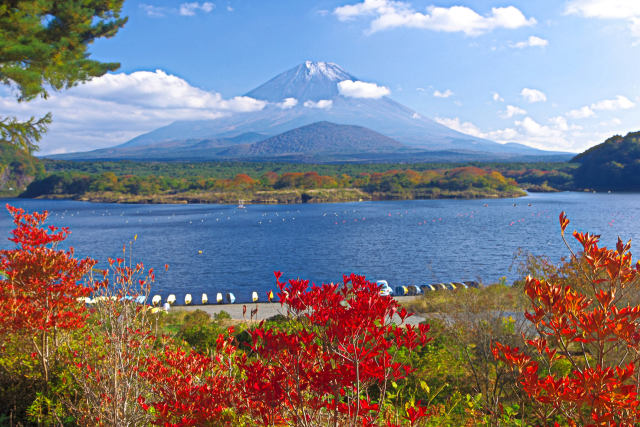 精進湖から 富士山と紅葉