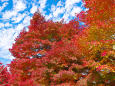 河口湖北岸の紅葉