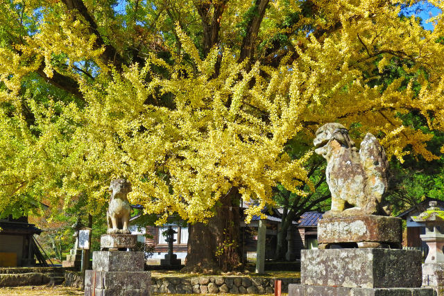 境内の大イチョウ-福田神社