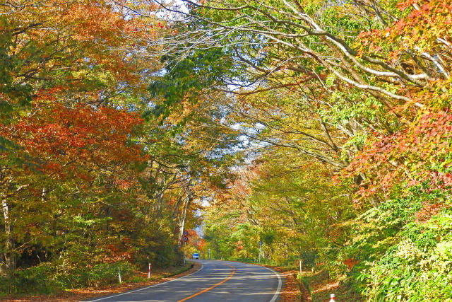 紅葉のトンネル