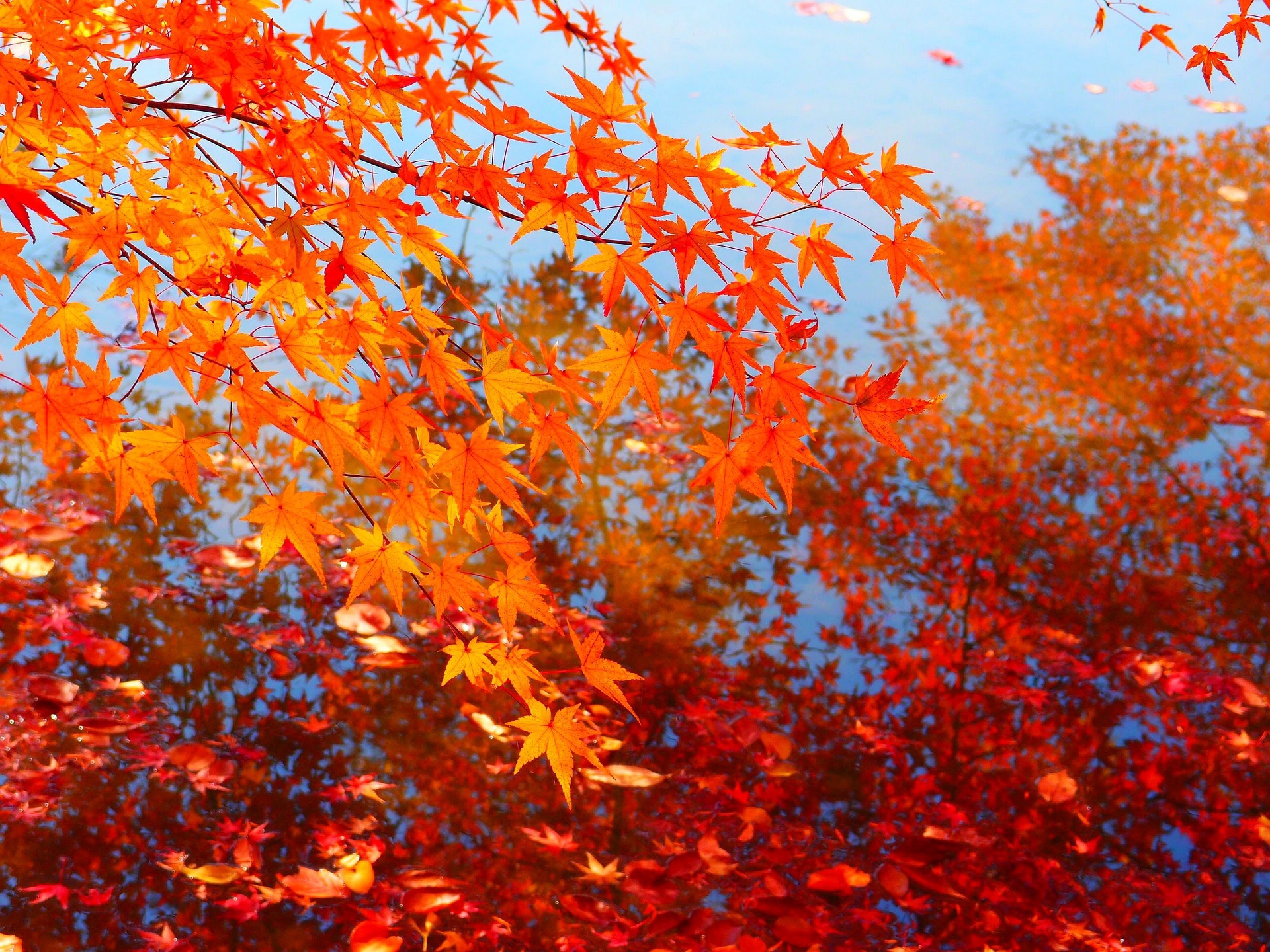 花 植物 落葉散る池に映る紅葉 壁紙19x1440 壁紙館