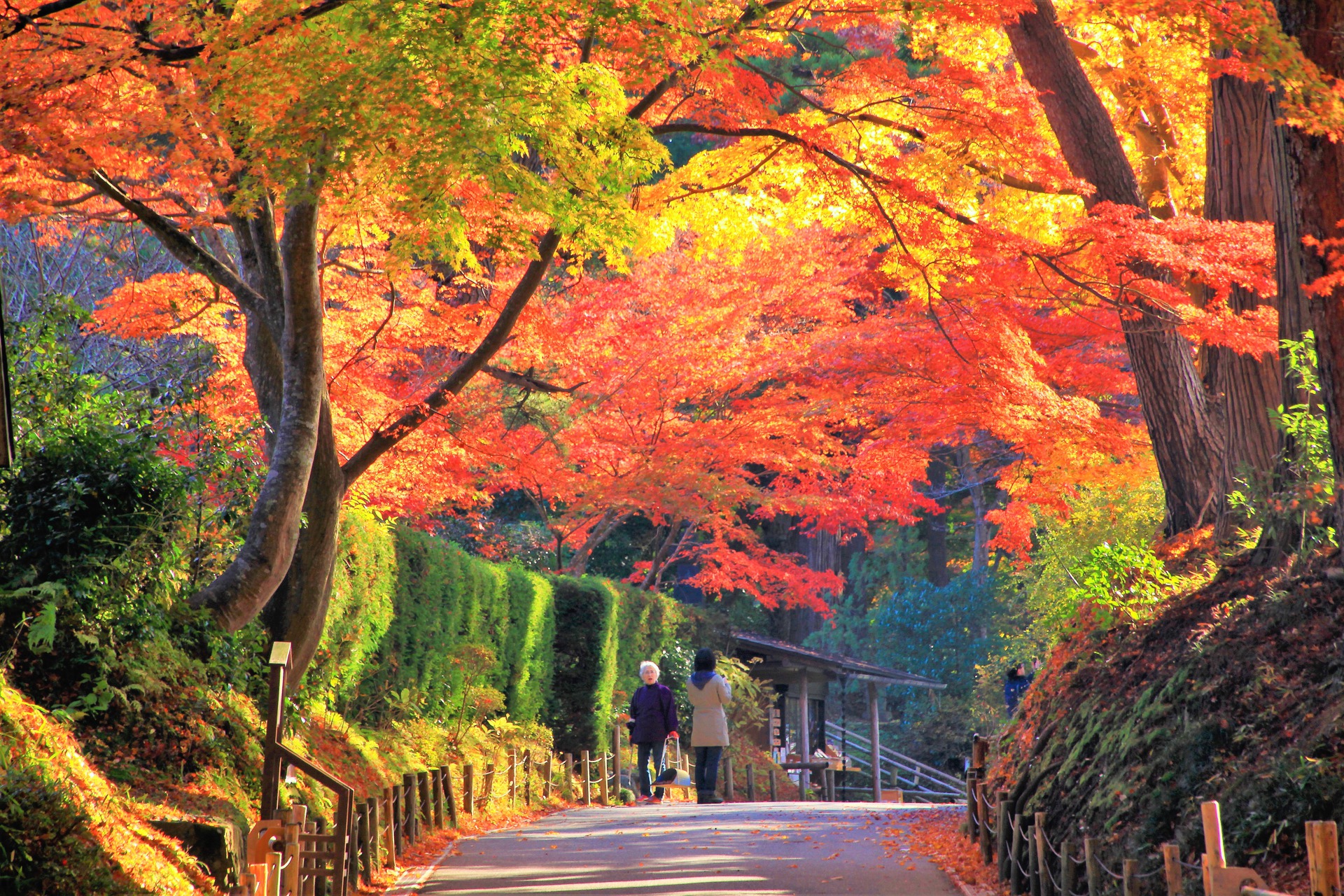 日本の風景 秋の中尊寺 壁紙19x1280 壁紙館