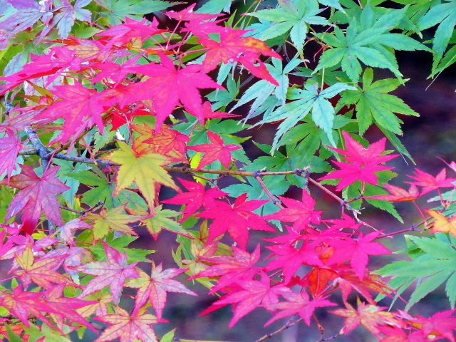 もみじ3