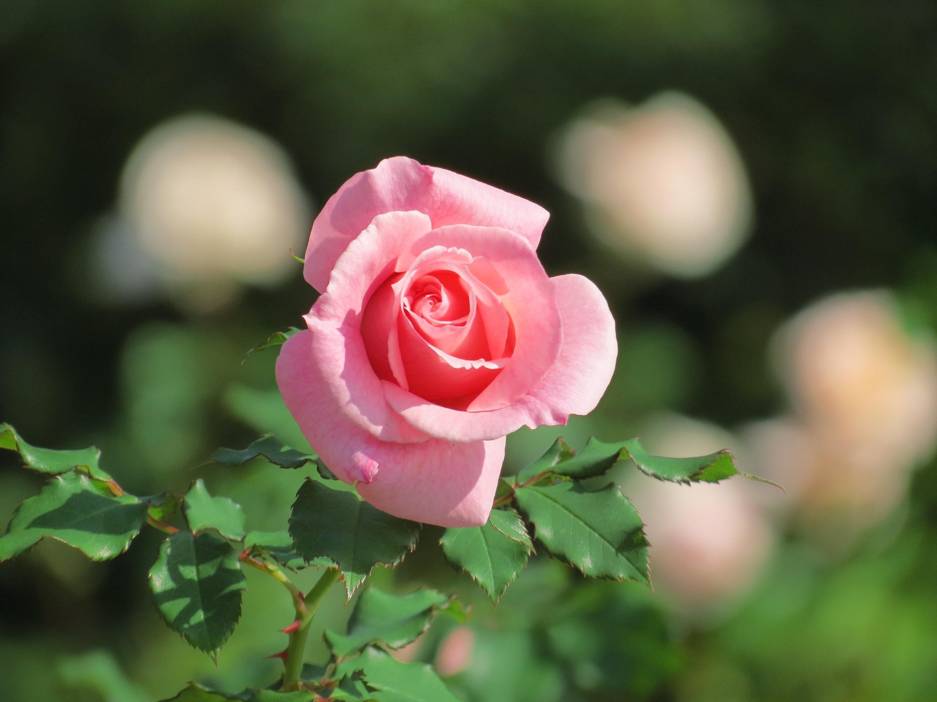 花 植物 秋の薔薇 ブライダルピンク 壁紙19x1440 壁紙館